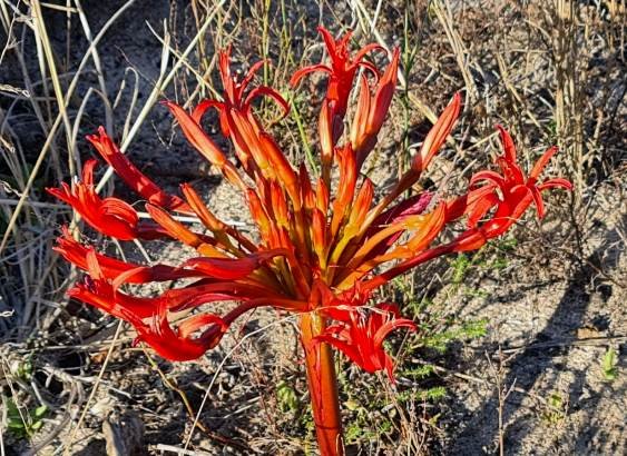 Brunsvigia orientalis flatheaded phase